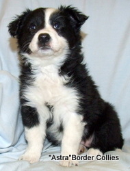 Black and white Female, rough coat, border collie puppy